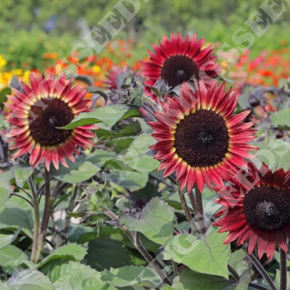 Picture of Helianthus (Sunflower) Desire Red F1